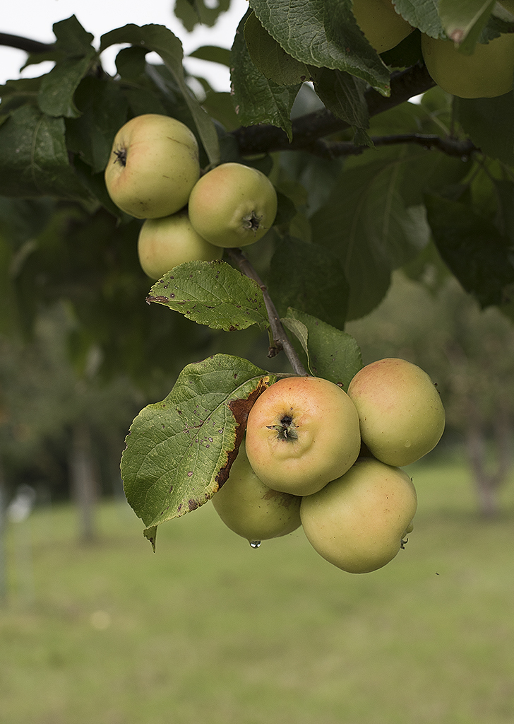 Schleswig Holstein Ostsee 09_2015 KA7_6506 als Smartobjekt-1 Kopie.jpg - Jeder Apfelbaum hat seinen eigenen Paten der sich um die Pflege des Baums kümmert